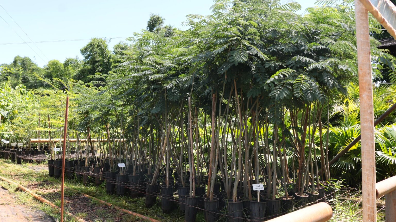 El vivero VYO SRL produce plantines de yerba mate y más de 40 especies ...